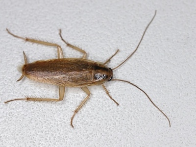 Das Foto zeigt eine Küchenschabe (Deutsche Schabe).