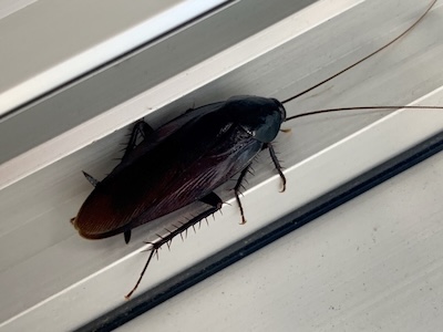 Das Foto zeigt eine orientalische Schabe, auch Bäckerschabe oder Kakerlake genannt.