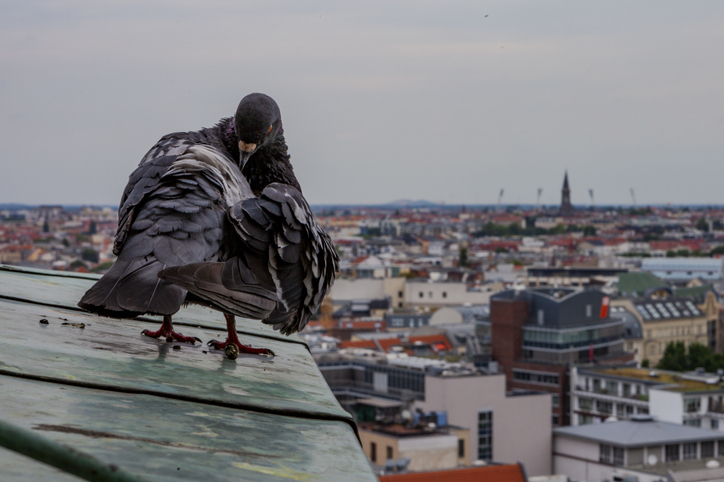 Das Bild zeigt eine Stadttaube in Berlin, die mit Maßnahmen der Vergrämung beseitigt werden.